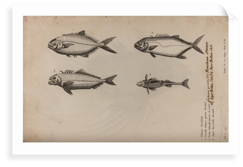 Gobioninae by Unknown