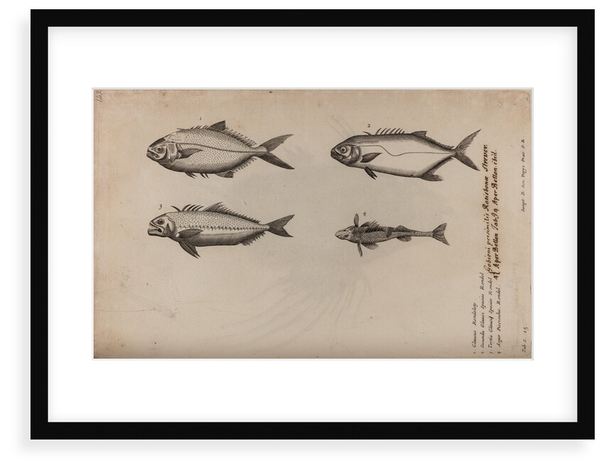 Gobioninae by Unknown