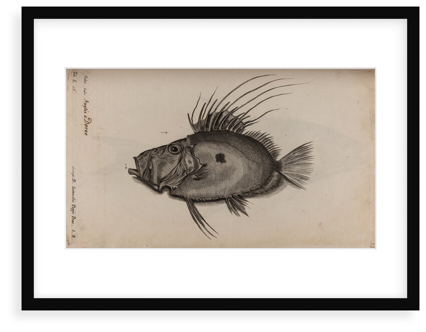 John dory by Unknown