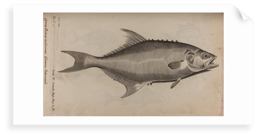 Bowfin by Unknown