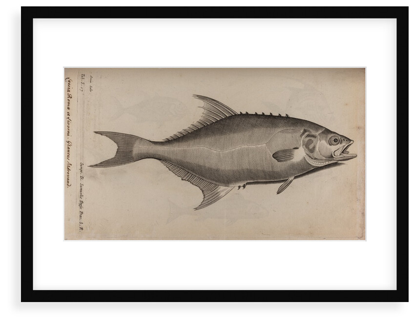 Bowfin by Unknown
