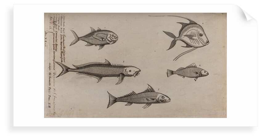 Various fish specimens by Unknown