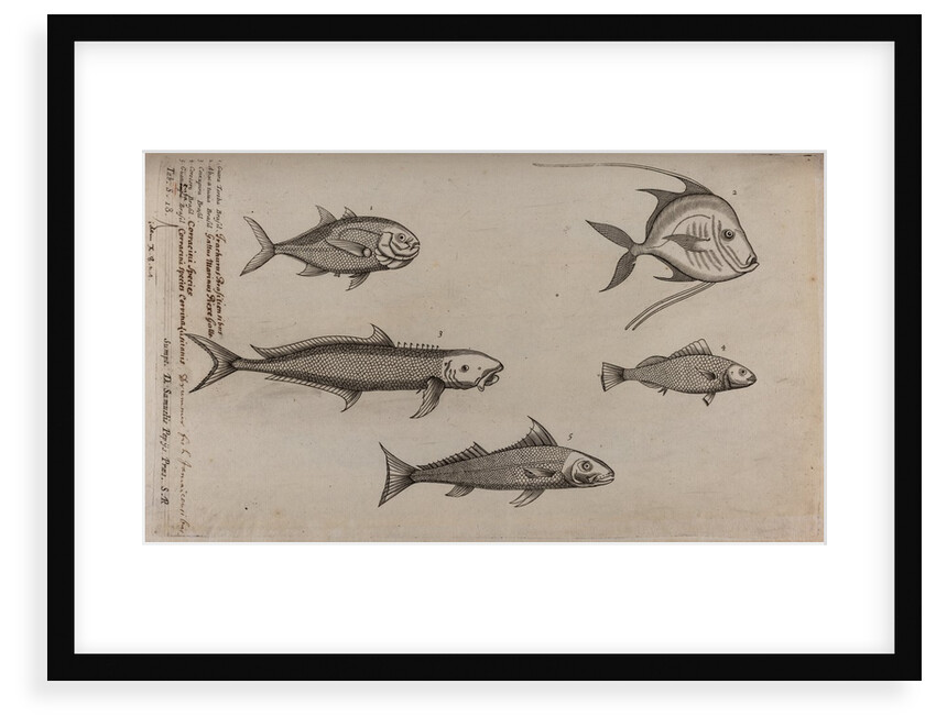 Various fish specimens by Unknown