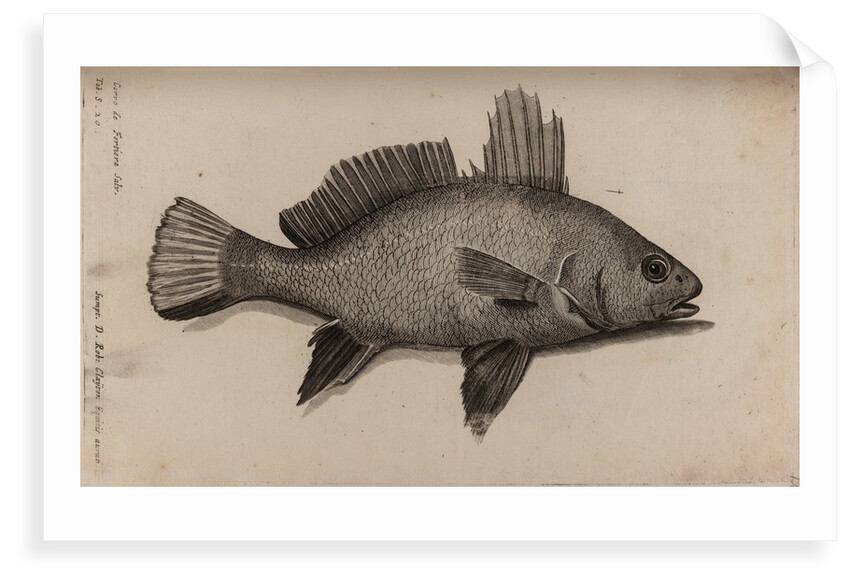 Brown meagre by Unknown