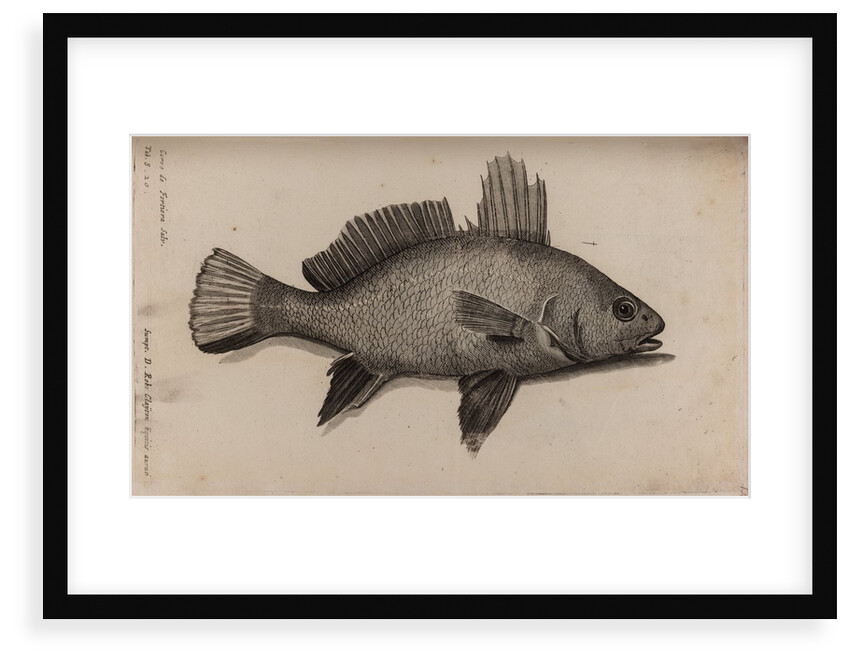 Brown meagre by Unknown