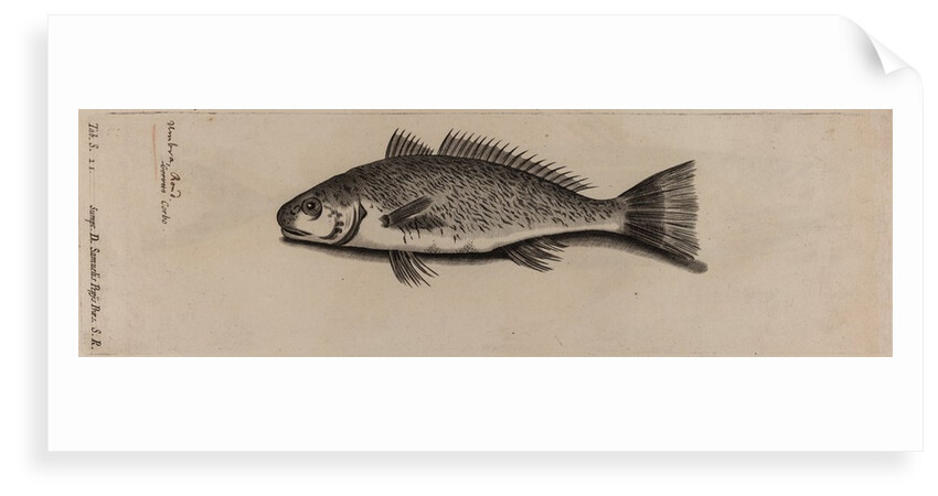 Brown meagre by Unknown