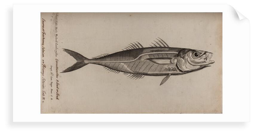 Atlantic horse mackerel by Unknown