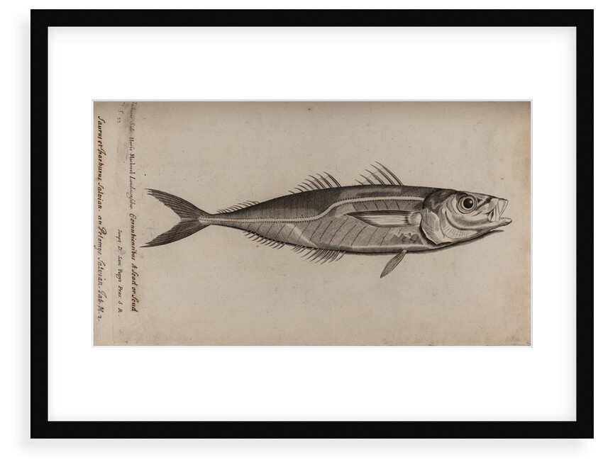 Atlantic horse mackerel by Unknown