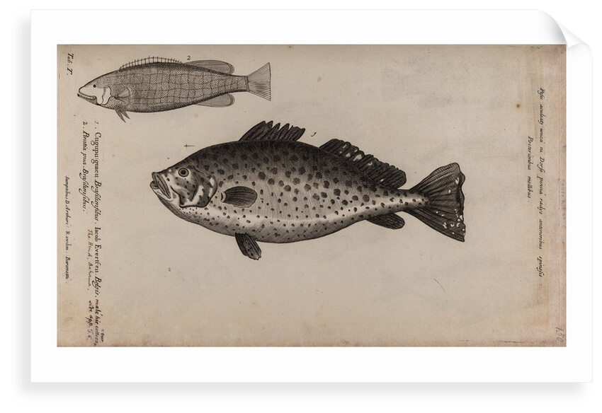 Brazilian fish by Unknown