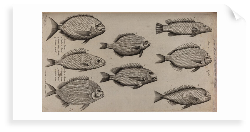 Various fish specimens by Unknown