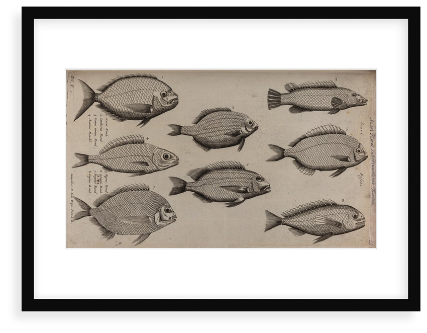 Various fish specimens by Unknown