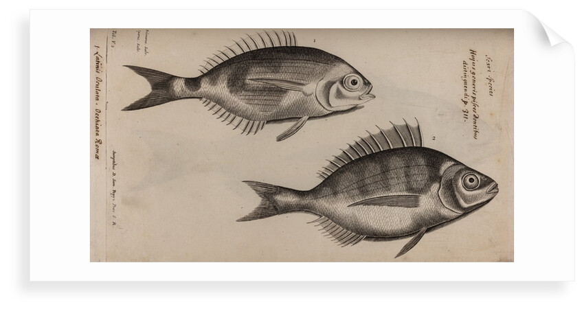 Bream by Unknown