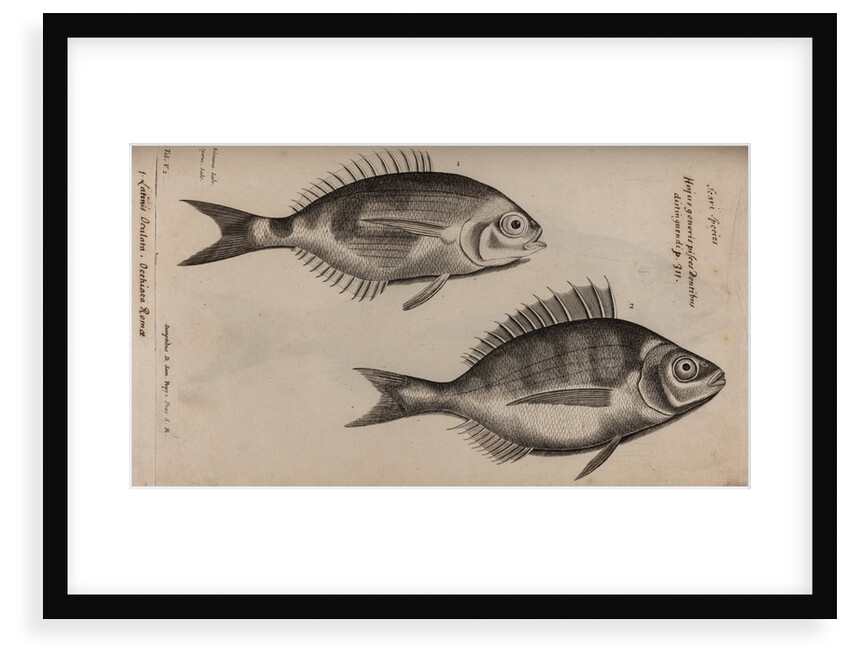 Bream by Unknown