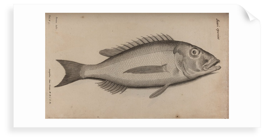 Common dentex by Unknown