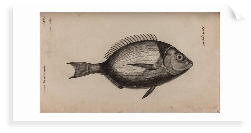 Bream by Unknown