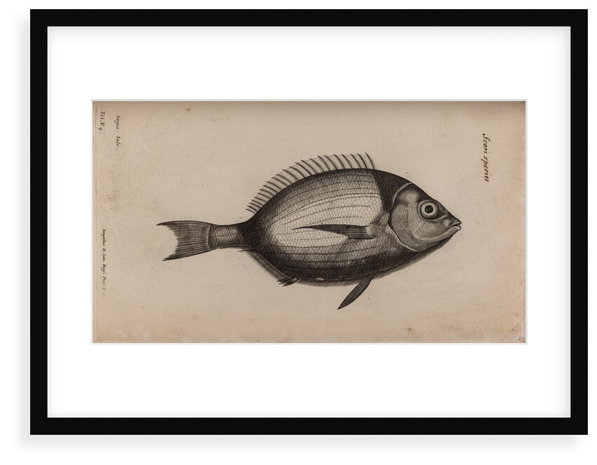 Bream by Unknown
