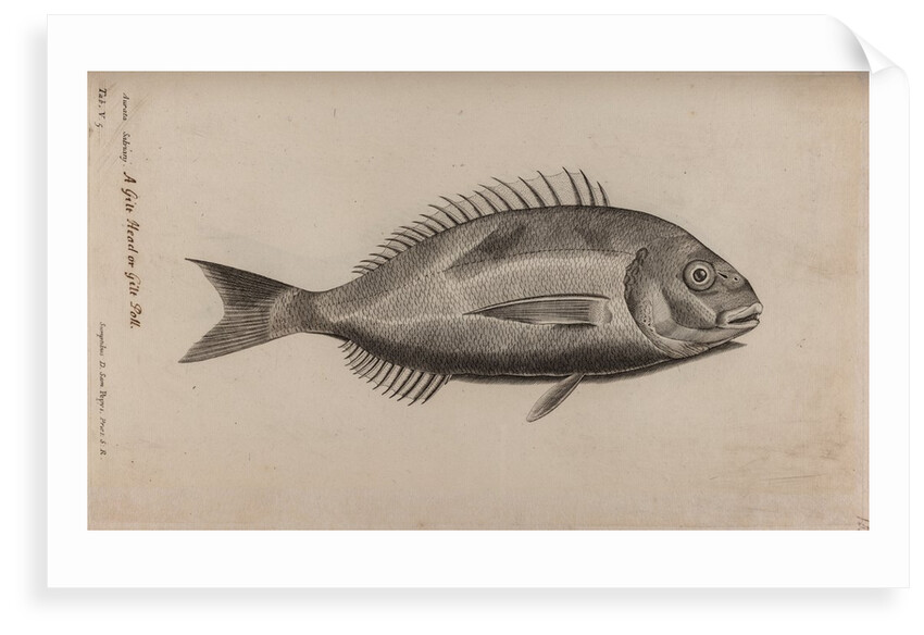 Gilt-head bream by Unknown