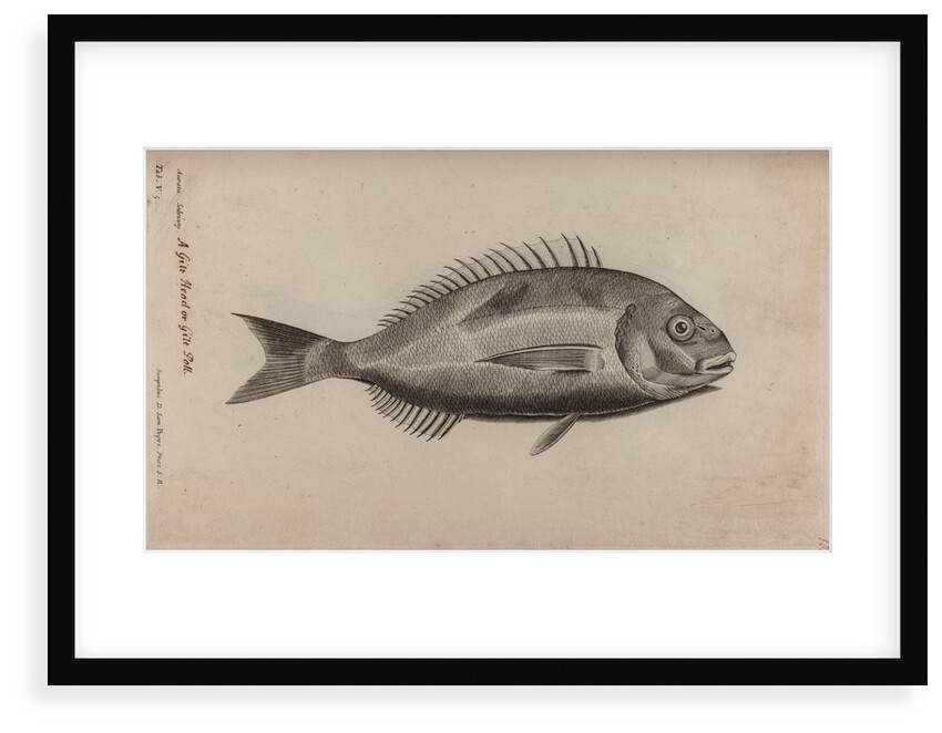 Gilt-head bream by Unknown