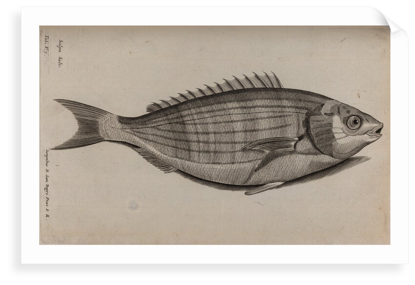 Dreamfish by Unknown