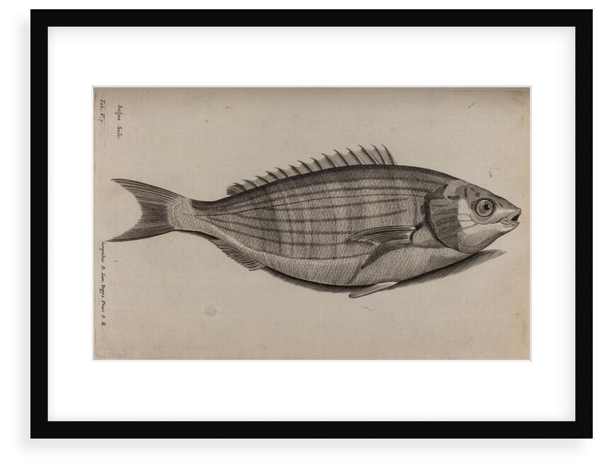 Dreamfish by Unknown