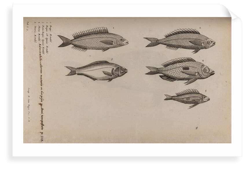 Various fish specimens by Unknown