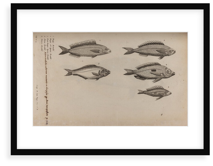 Various fish specimens by Unknown