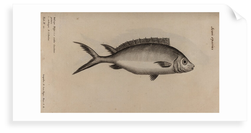 ‘Oculus coccineus’ by Unknown