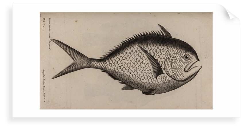 Atlantic pomfret by Unknown