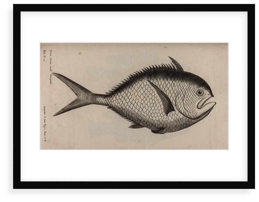 Atlantic pomfret by Unknown