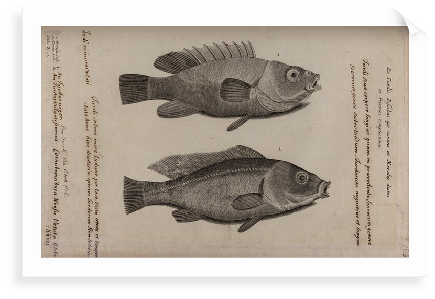 Wrasse by Unknown