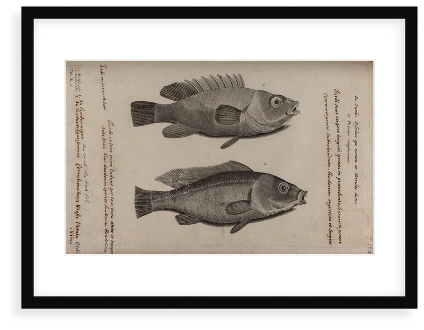 Wrasse by Unknown