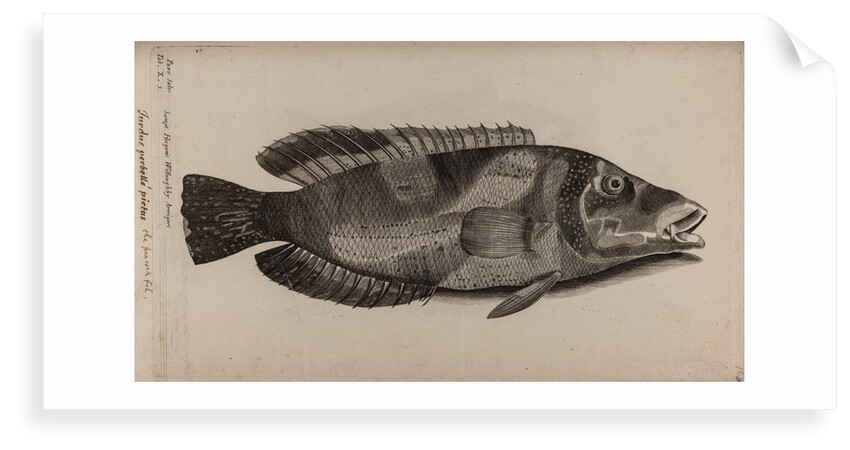 East Atlantic peacock wrasse by Unknown