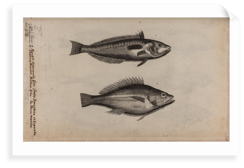 Wrasse by Unknown