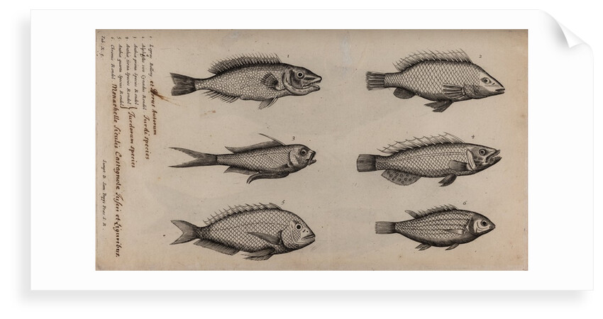 Various fish specimens by Unknown