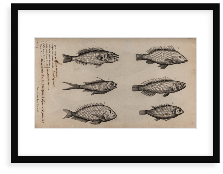 Various fish specimens by Unknown