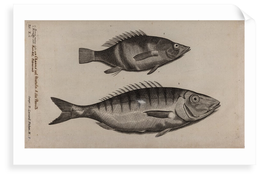 Perch and momyrus by Unknown