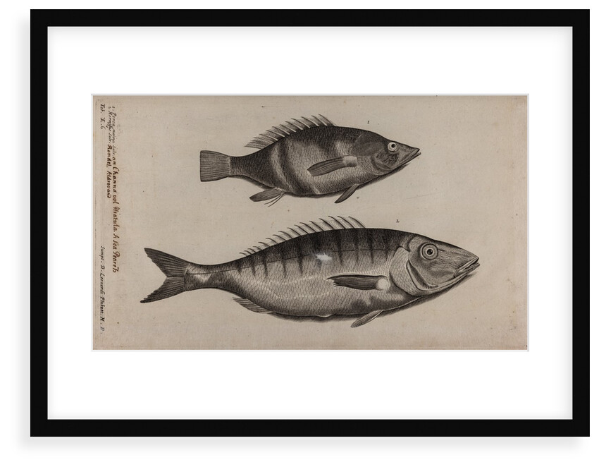 Perch and momyrus by Unknown