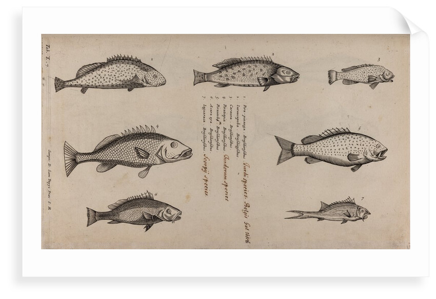 Various fish specimens by Unknown