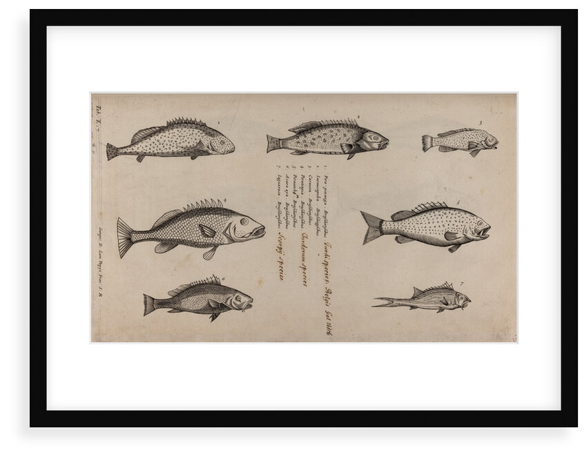 Various fish specimens by Unknown