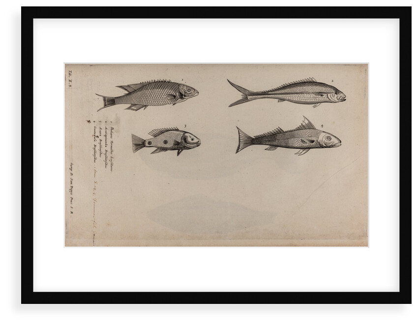 Various fish specimens by Unknown