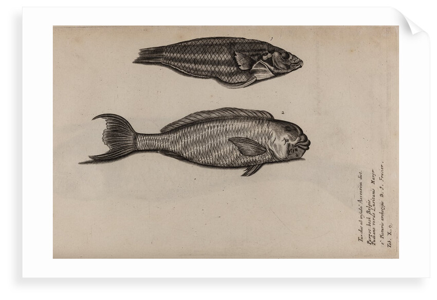 ‘Turdus ab insula’ and ‘Pudiano verde’ by Unknown