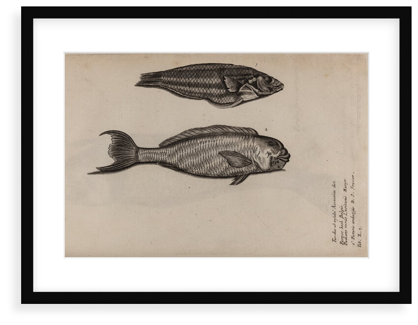 ‘Turdus ab insula’ and ‘Pudiano verde’ by Unknown