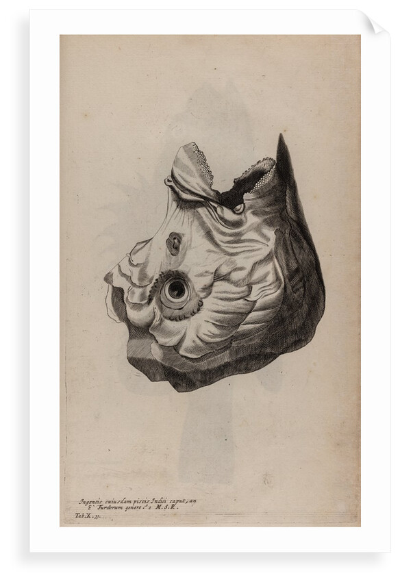 Skull of a parrotfish by Unknown