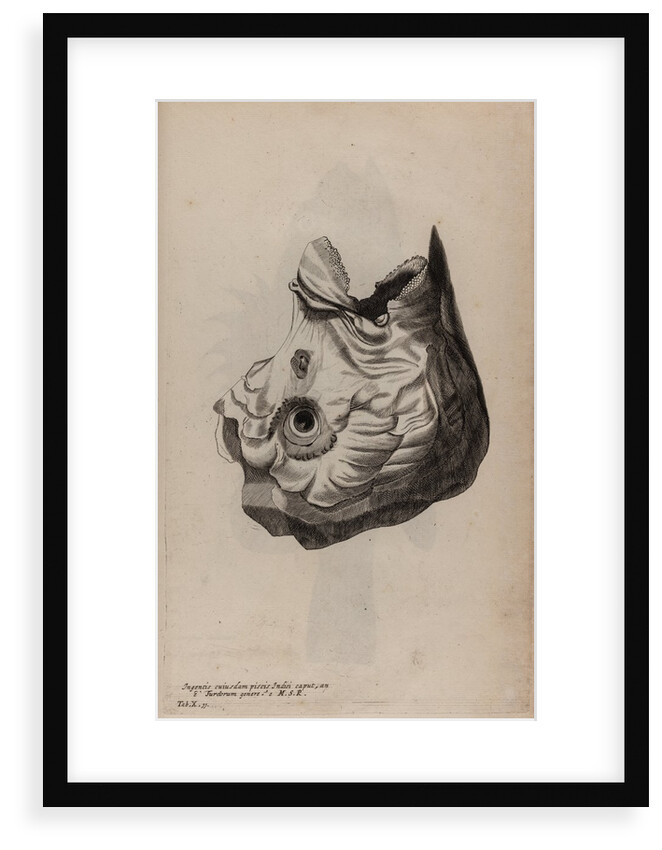 Skull of a parrotfish by Unknown