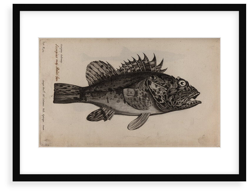 Scorpionfish by Unknown