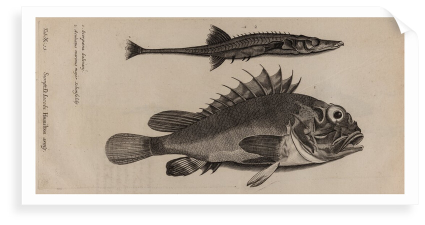 Scorpionfish and stickleback by Unknown