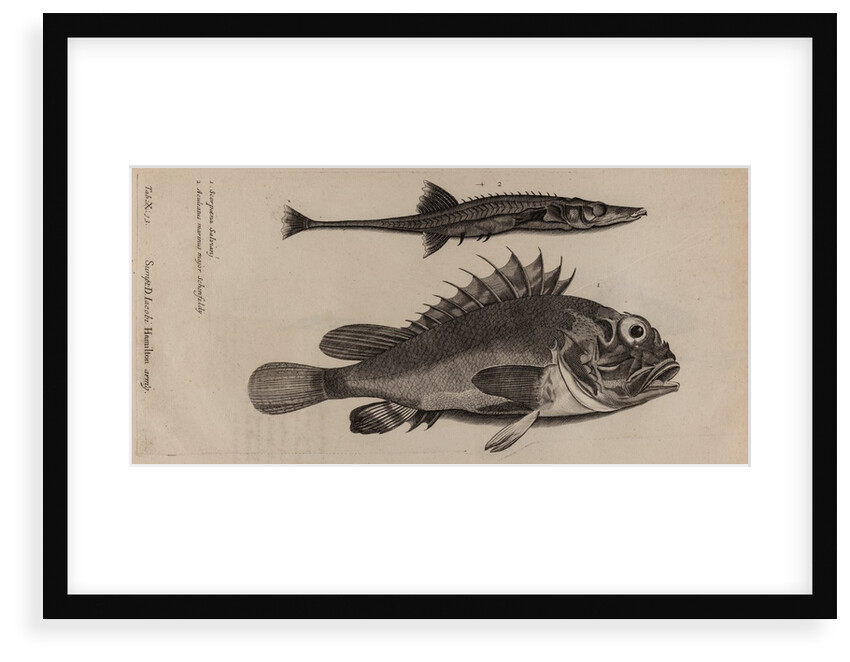 Scorpionfish and stickleback by Unknown
