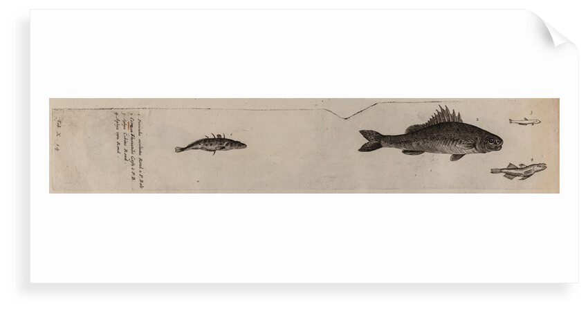 Various fish specimens by Unknown