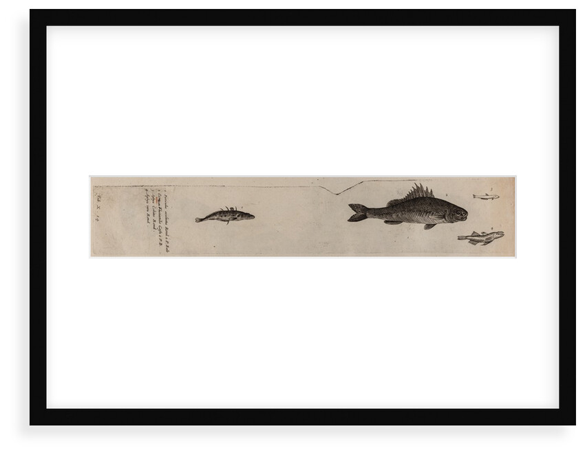 Various fish specimens by Unknown