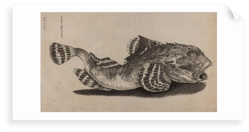 Shorthorn sculpin by Unknown